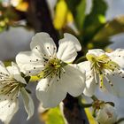 Kirschblüten