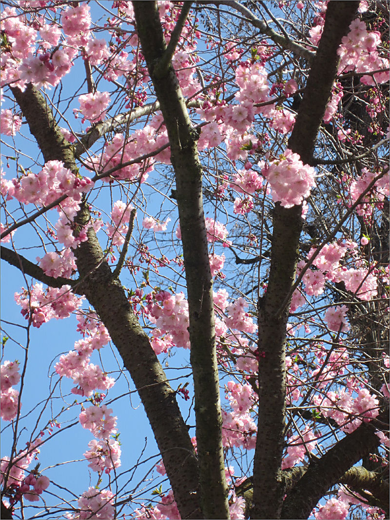 Kirschblüten