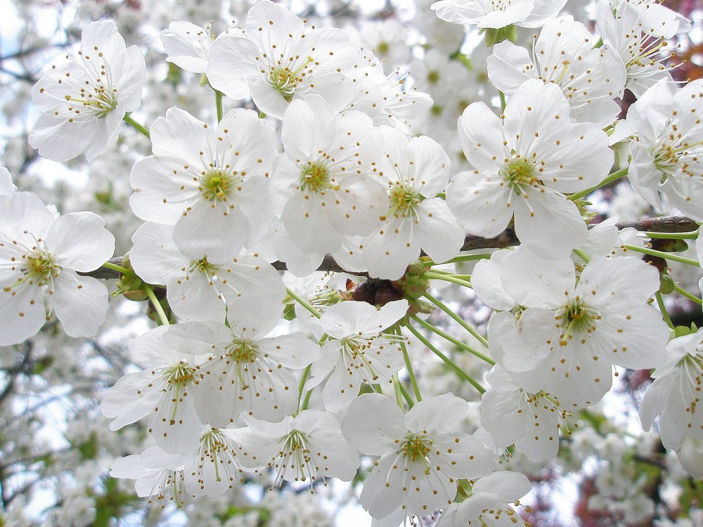 Kirschblüten