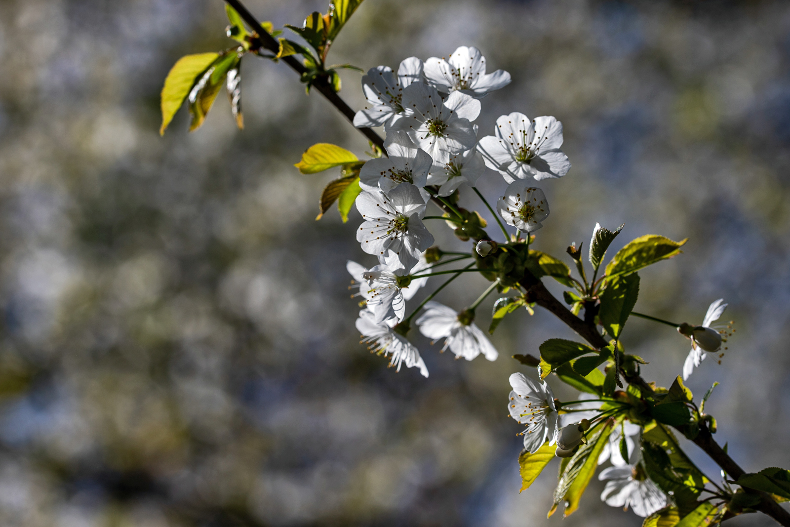 Kirschblüten