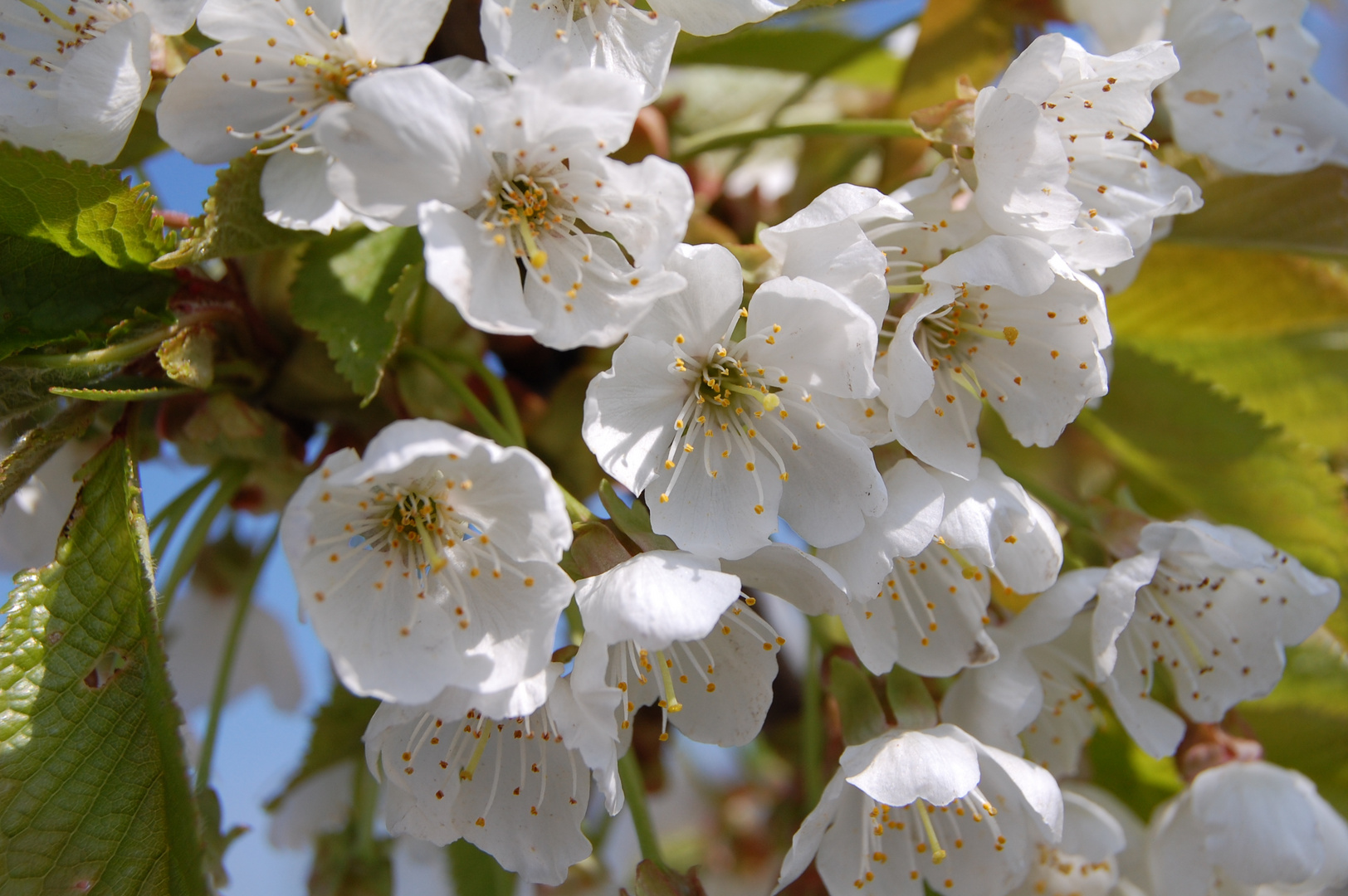 Kirschblüten