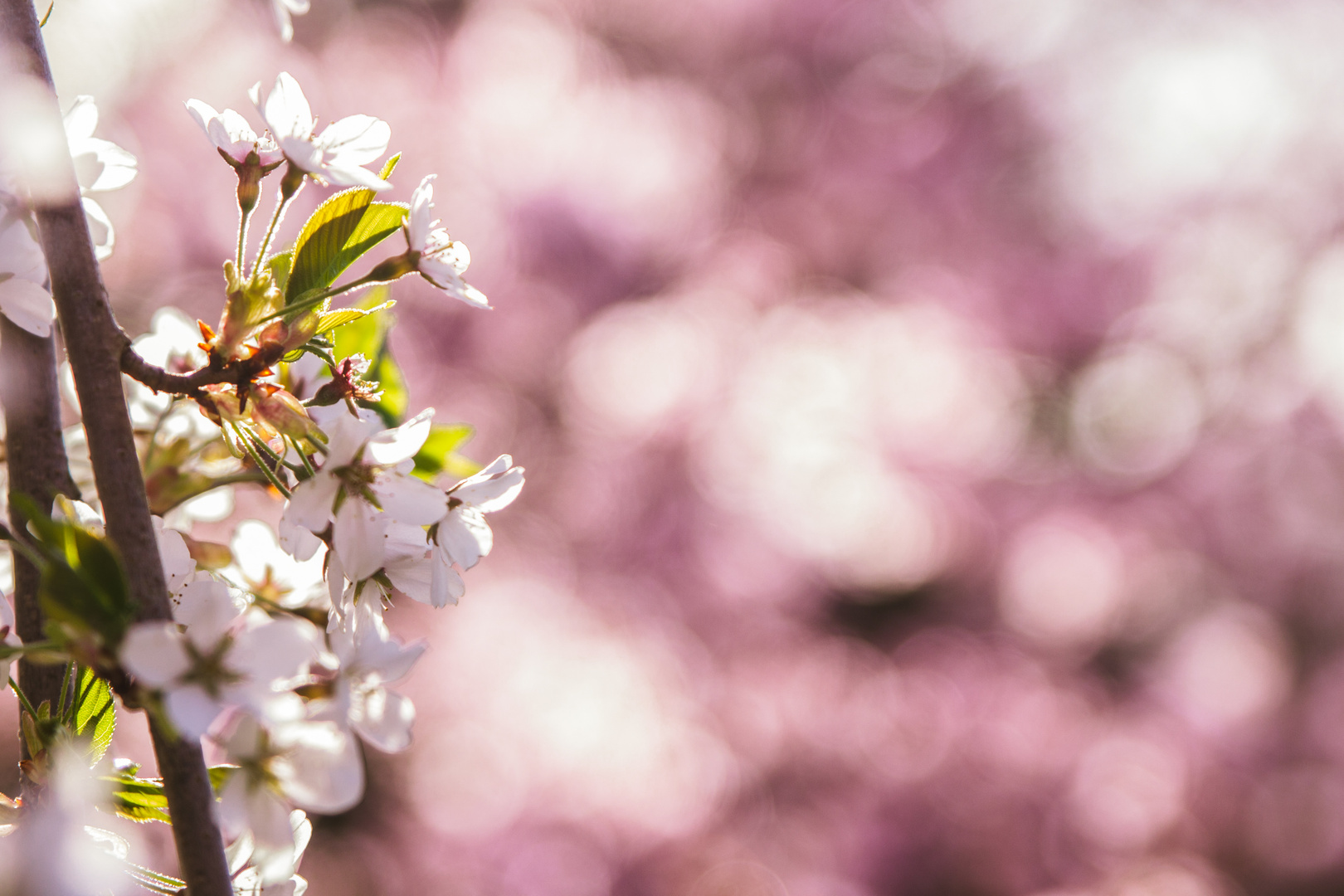 Kirschblüten