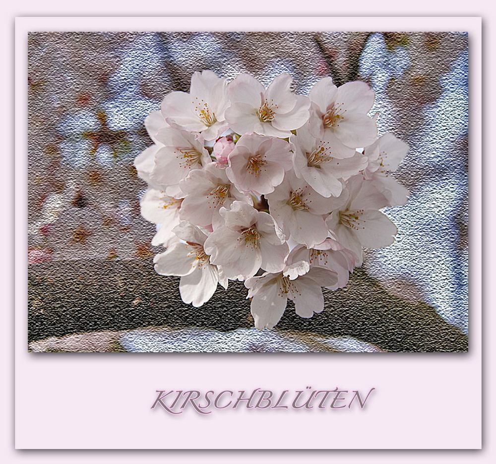 KIRSCHBLÜTEN