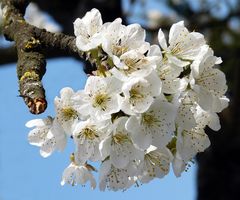 Kirschblüten