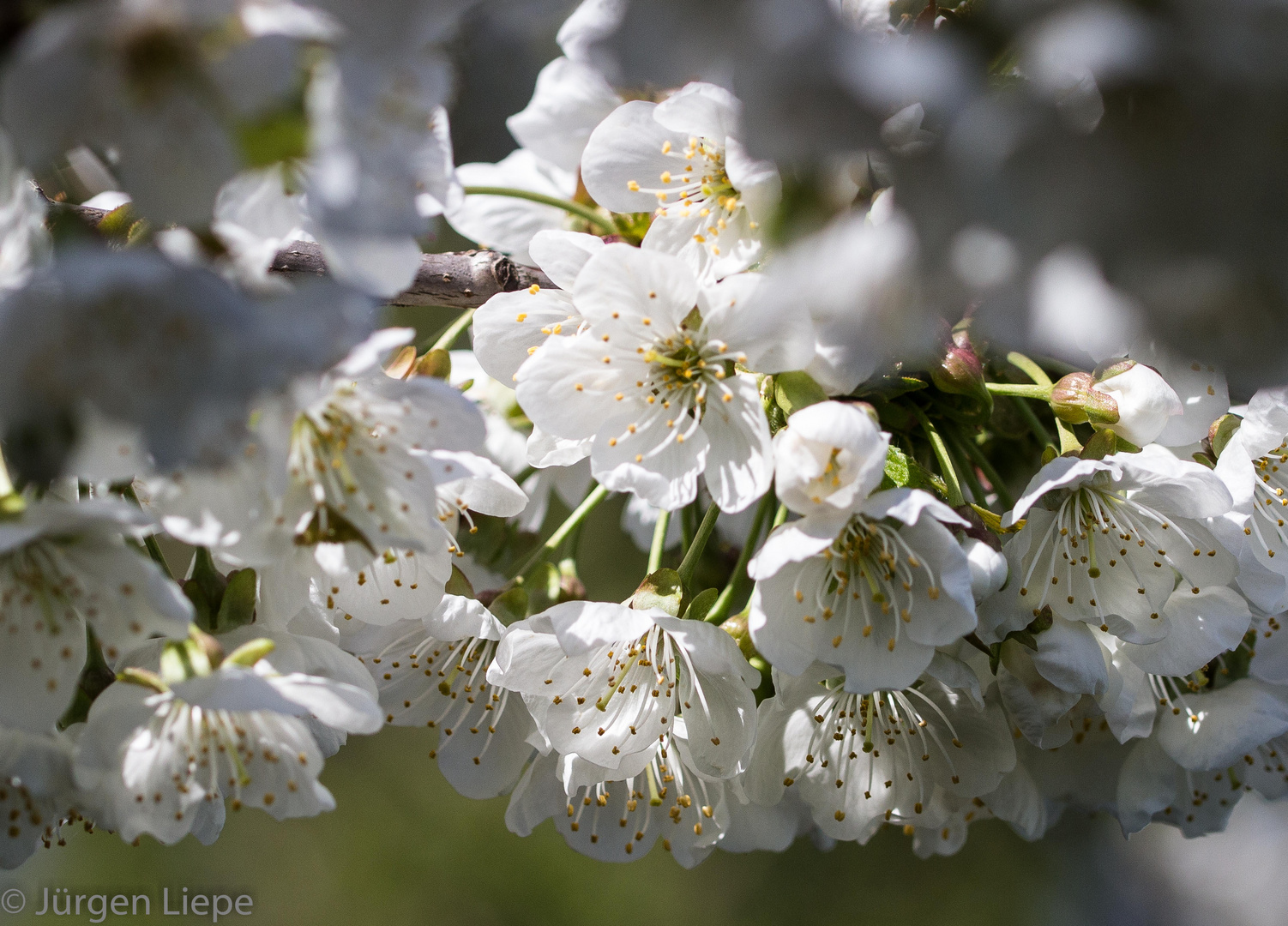 Kirschblüten