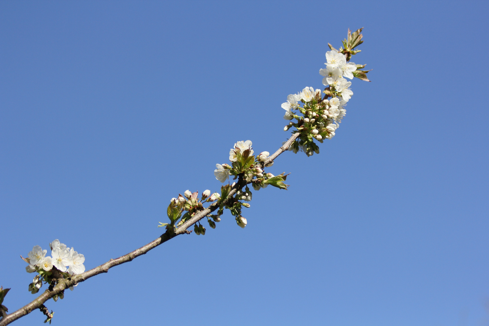 Kirschblüten