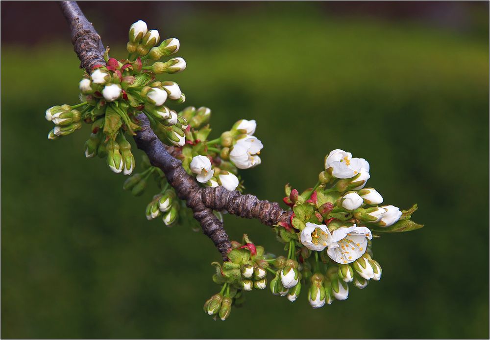 Kirschblüten.