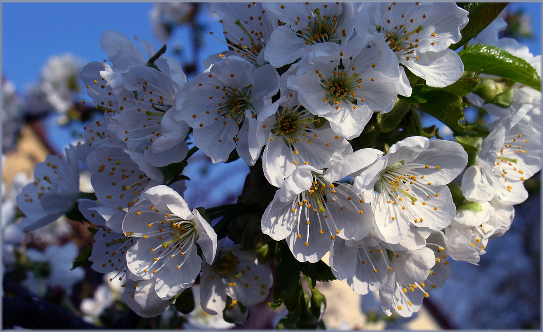 Kirschblüten . .