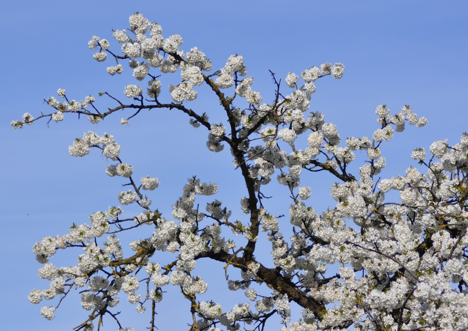 Kirschblüten