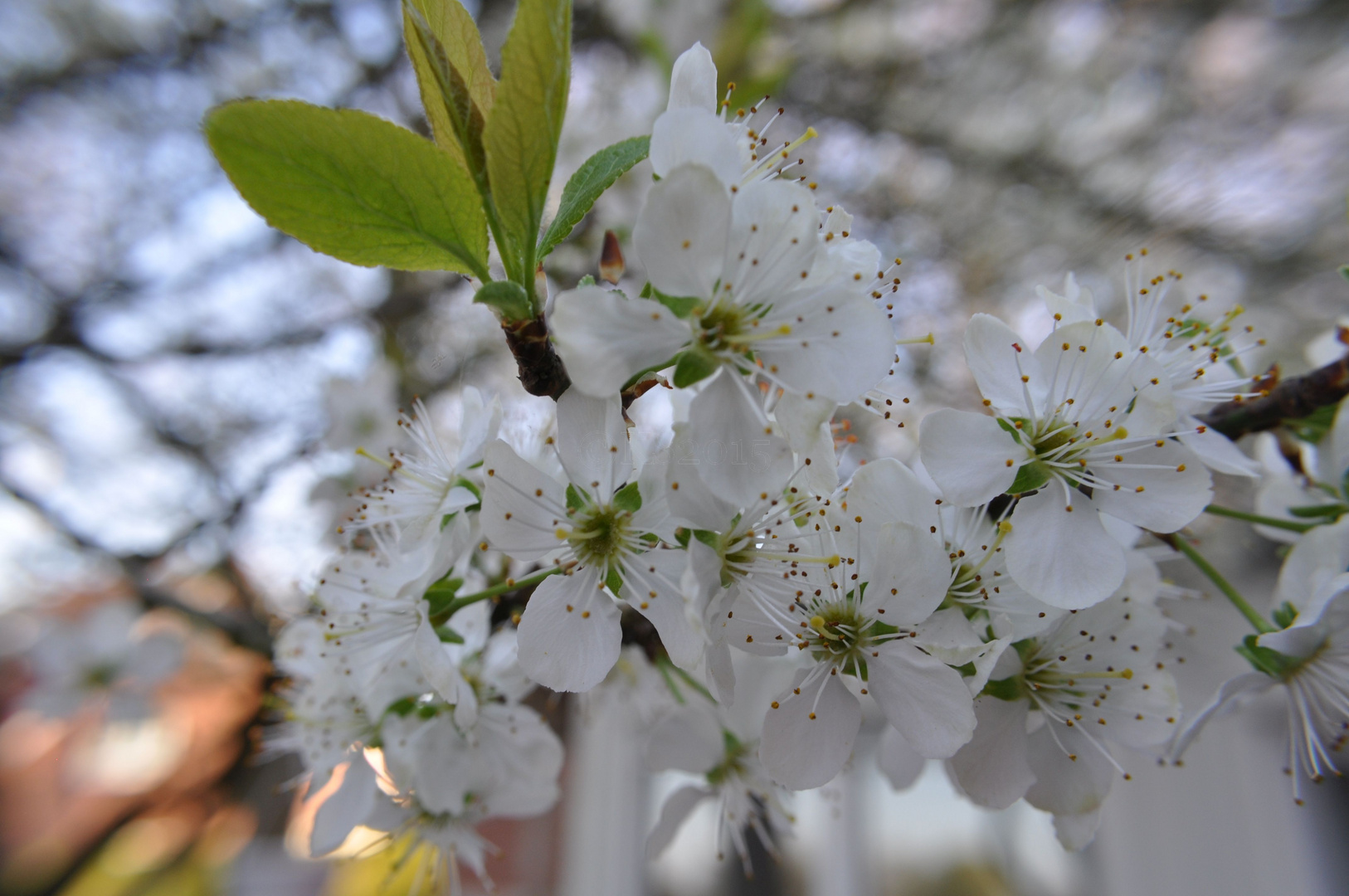 ... Kirschblüten ...