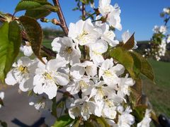 Kirschblüten