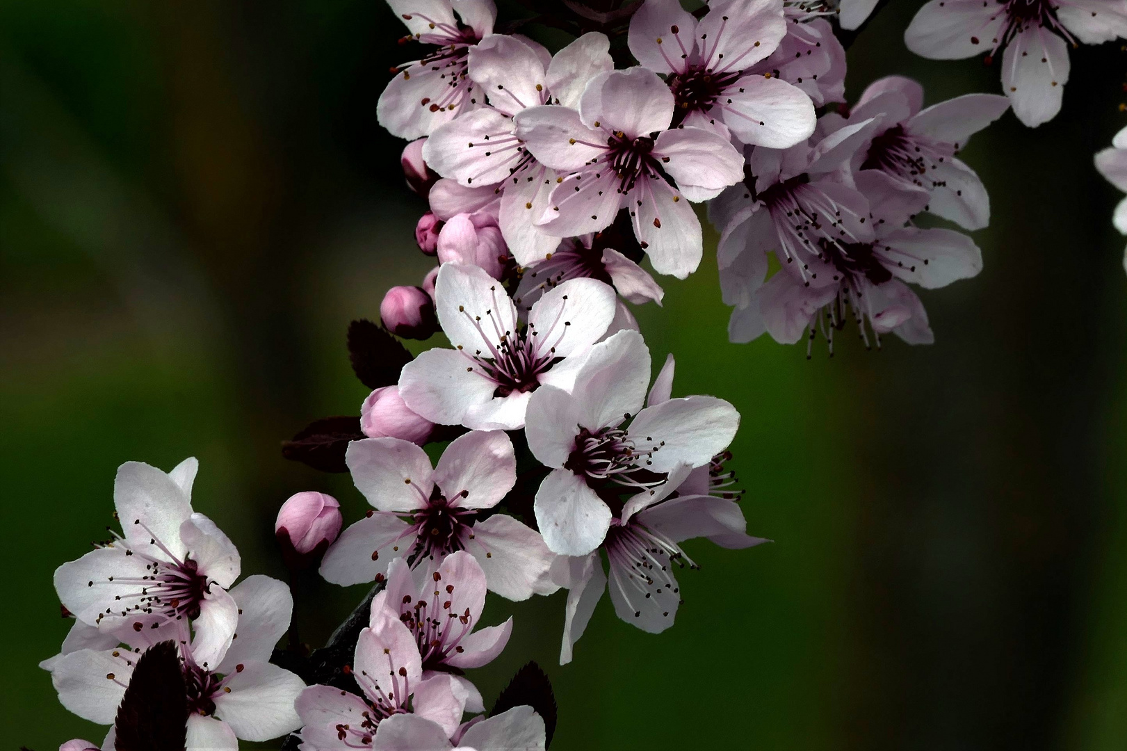 Kirschblüten