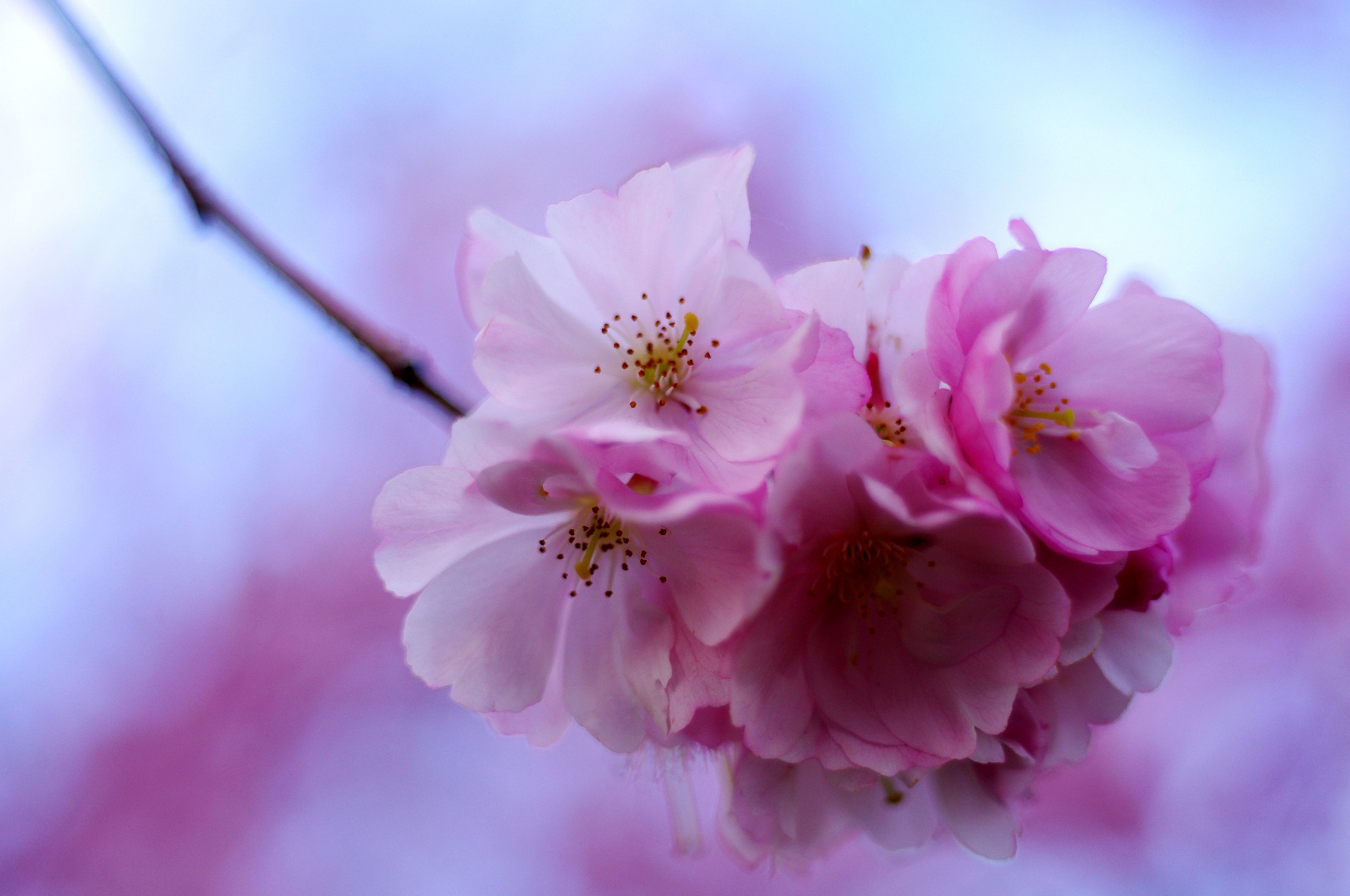 Kirschblüten