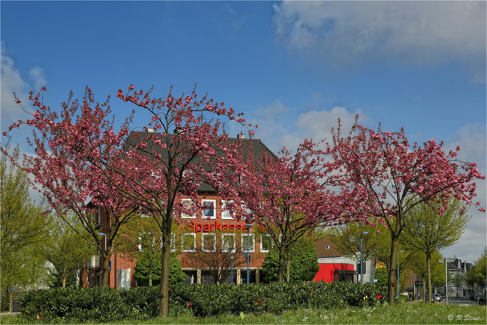 Kirschblüten