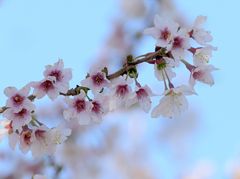 Kirschblüten