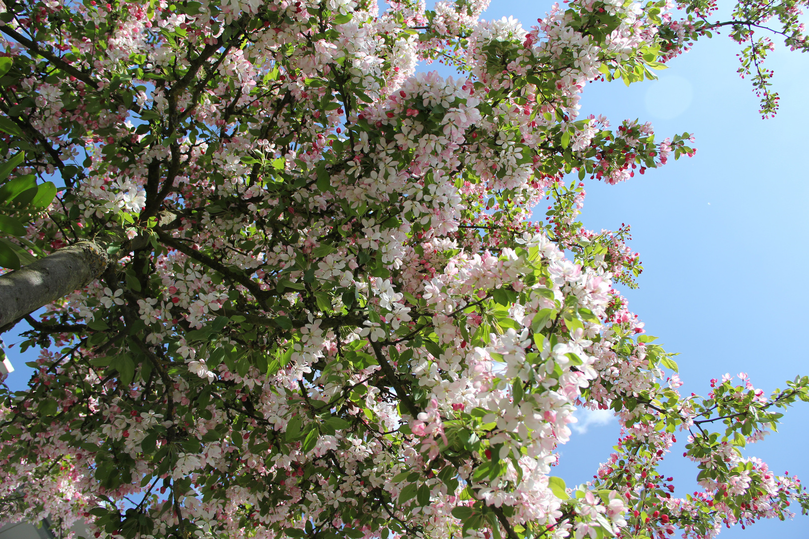 Kirschblüten