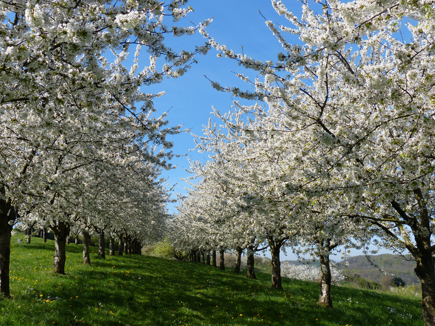 Kirschblüten