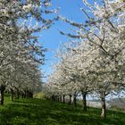 Kirschblüten