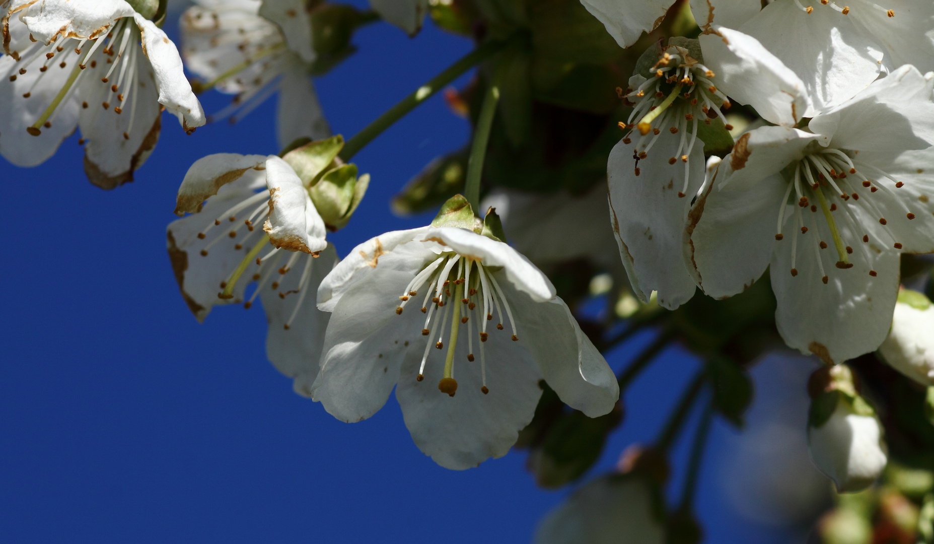 Kirschblüten