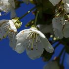 Kirschblüten