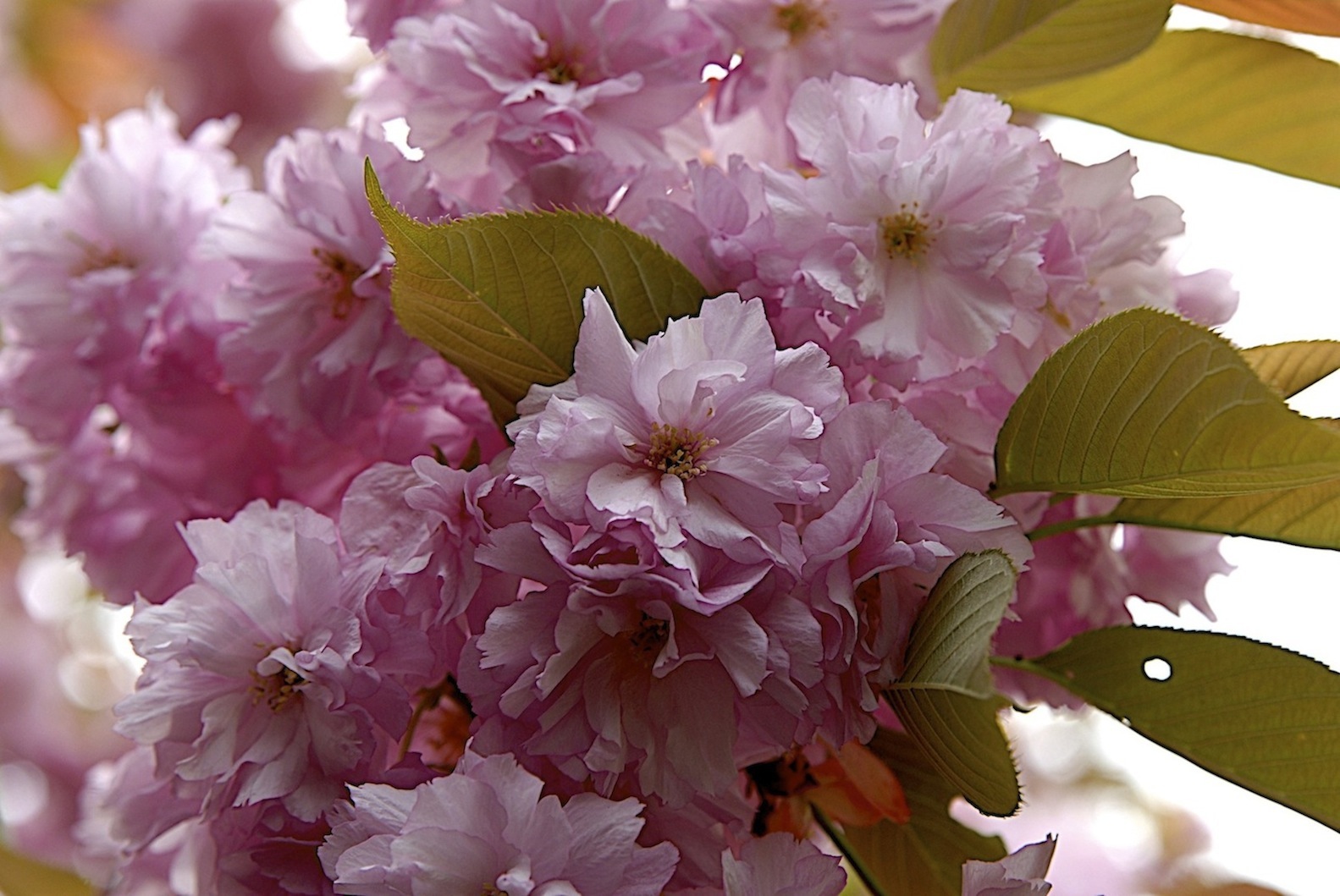 Kirschblüten