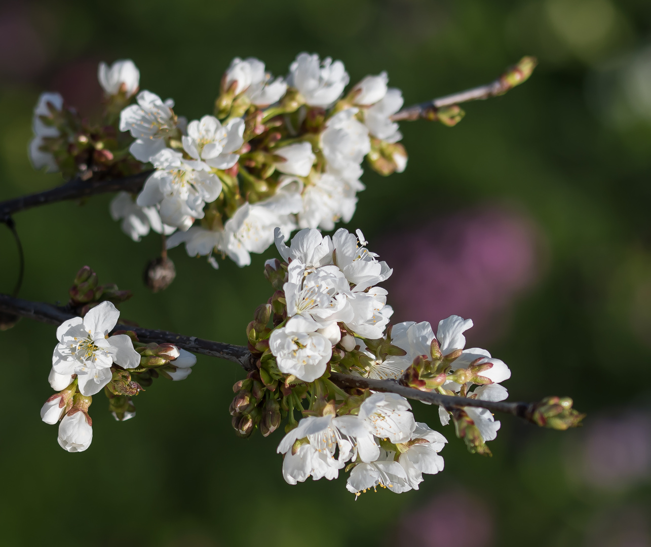 KIRSCHBLÜTEN