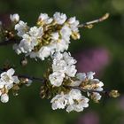 KIRSCHBLÜTEN