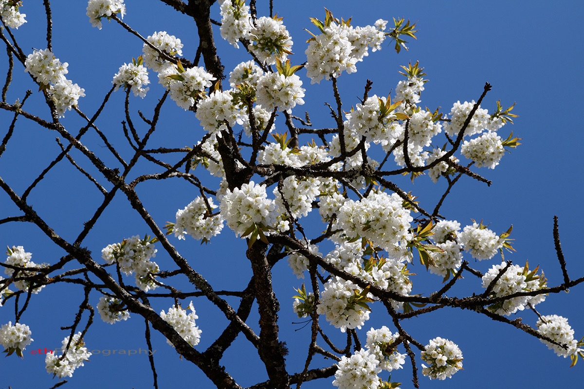 Kirschblüten