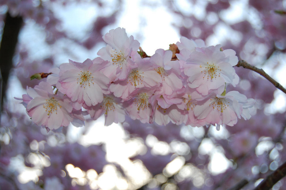 Kirschblüten