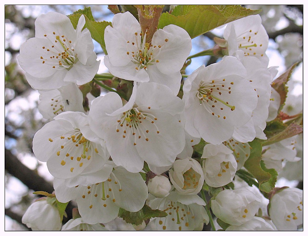 ... Kirschblüten ...