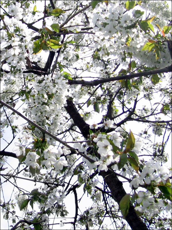 Kirschblüten.