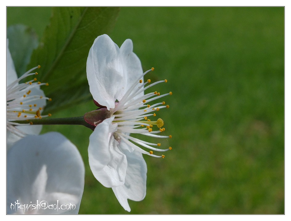 Kirschblüten