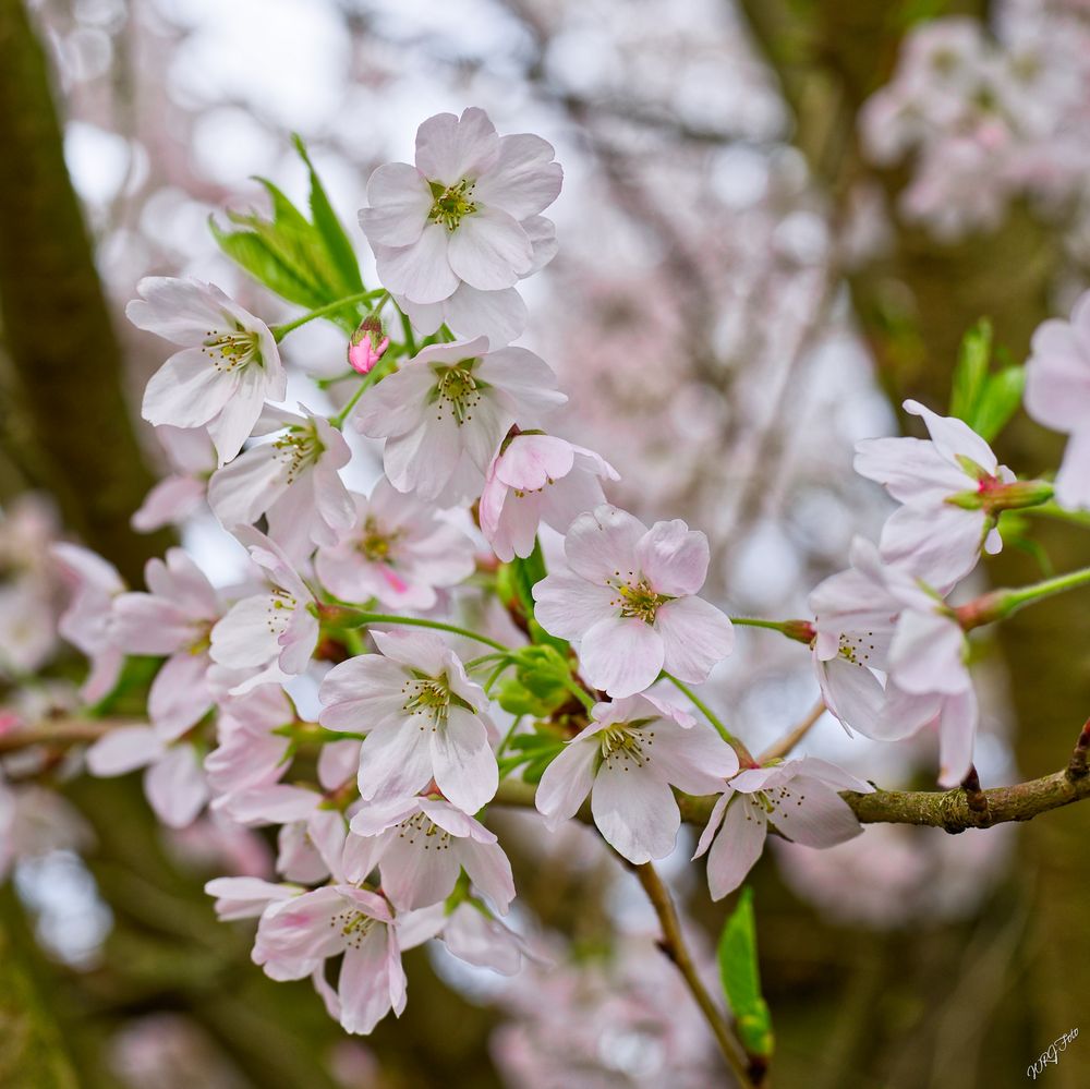 Kirschblüten