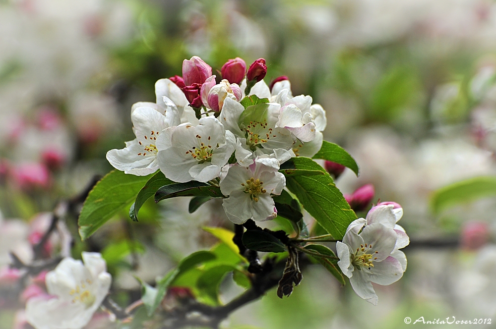 Kirschblüten