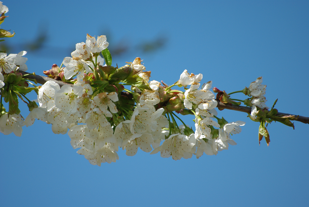 Kirschblüten