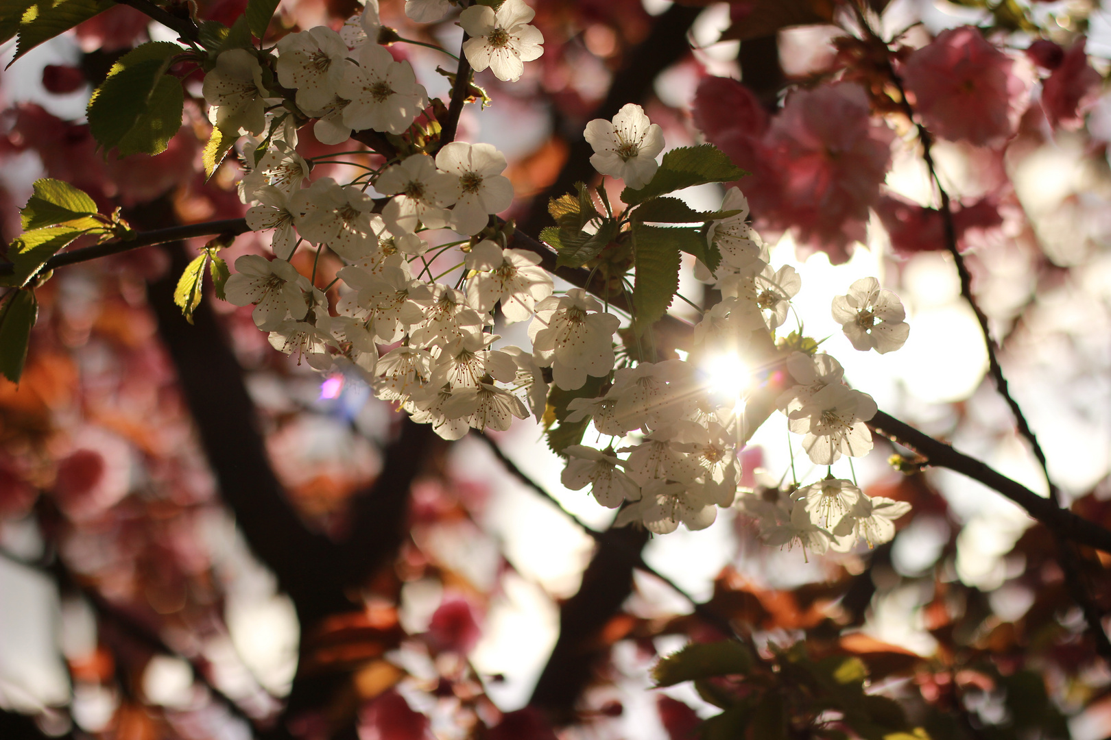 Kirschblüten