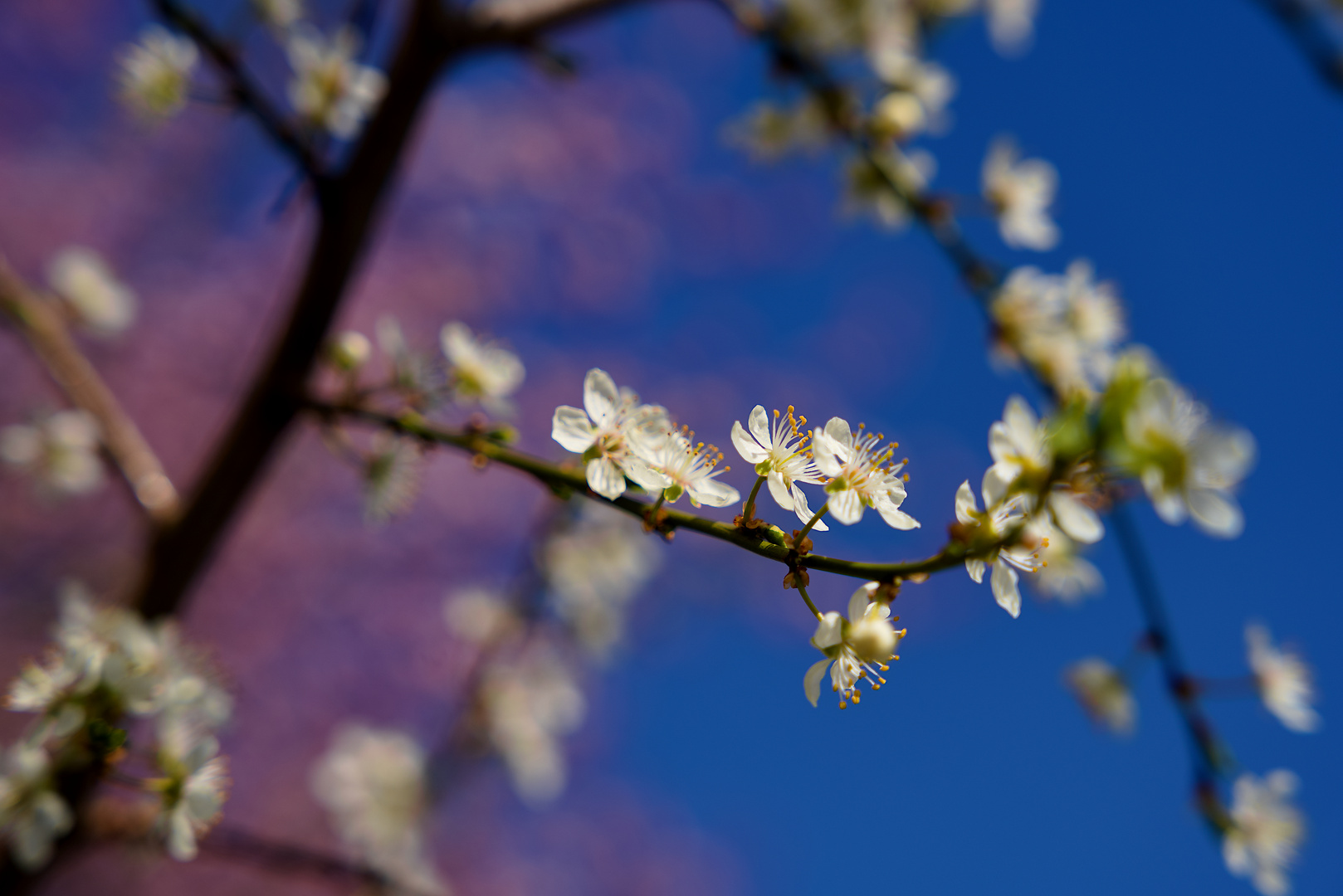 Kirschblüten