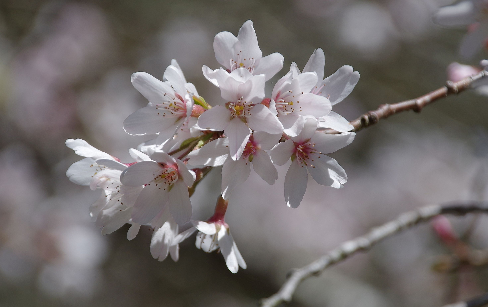 KIRSCHBLÜTEN