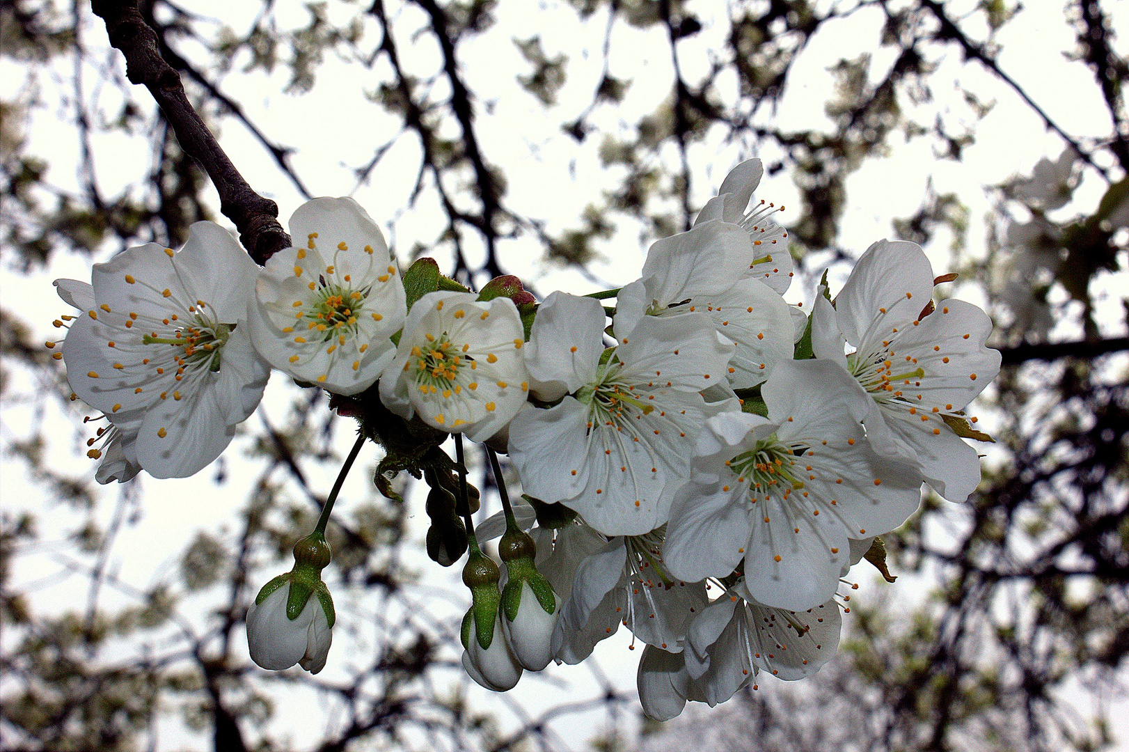 Kirschblüten