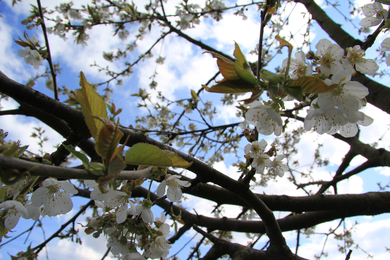 Kirschblüten