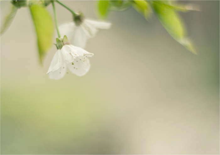 kirschblüten°°