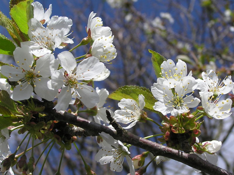 " KIRSCHBLÜTEN "