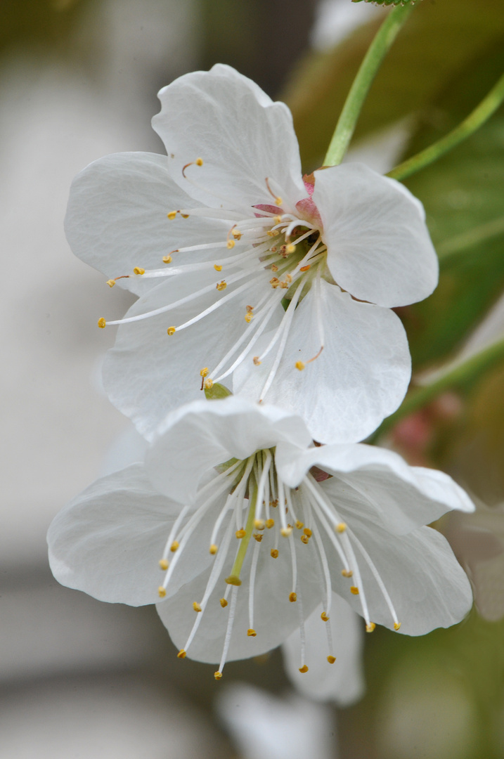 Kirschblüten