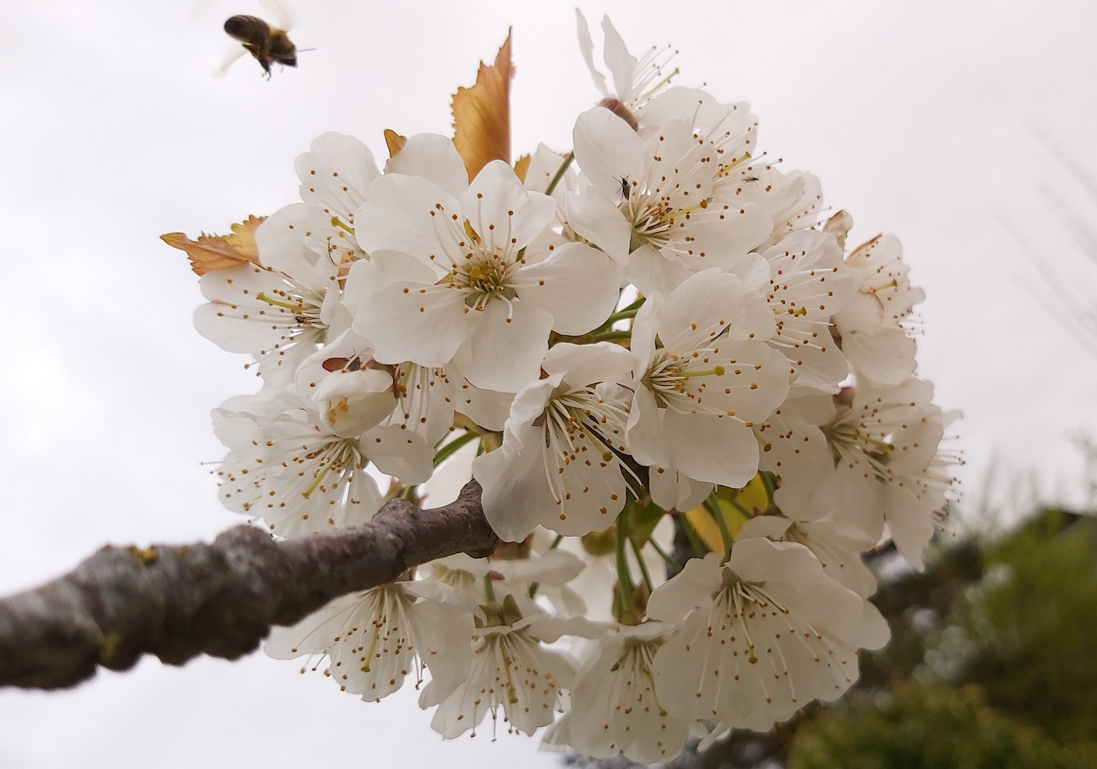 Kirschblüten