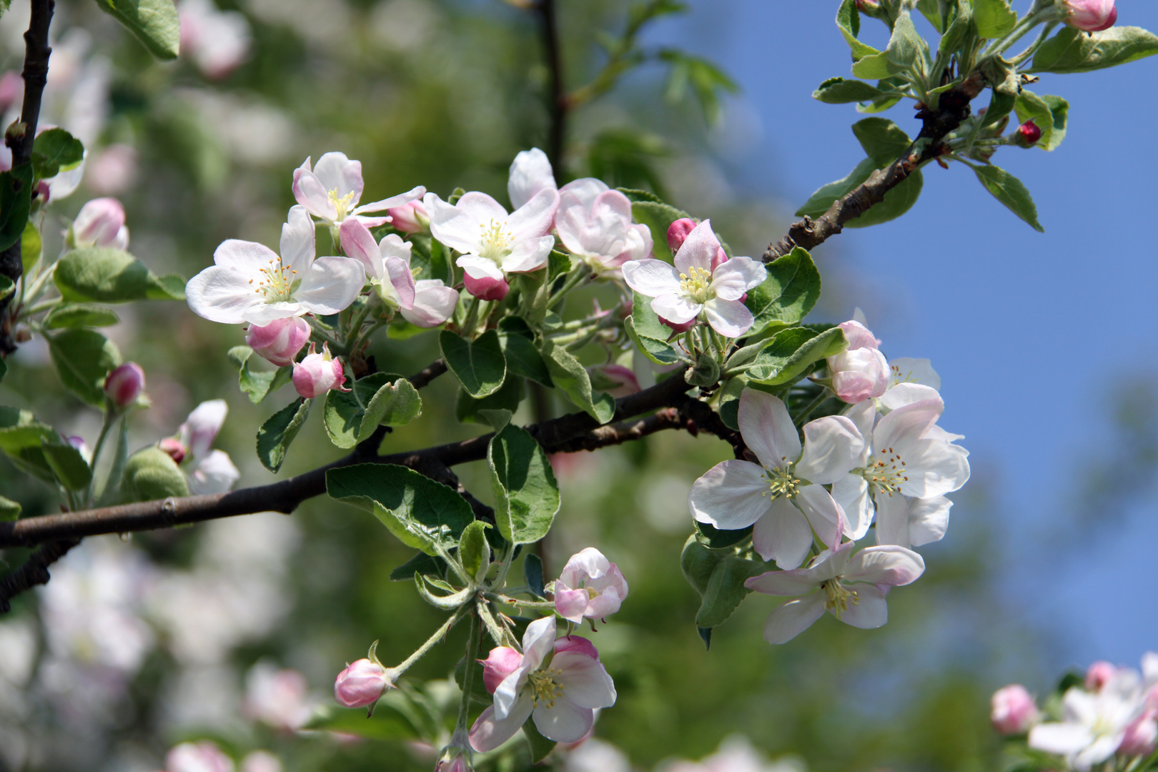 Kirschblüten