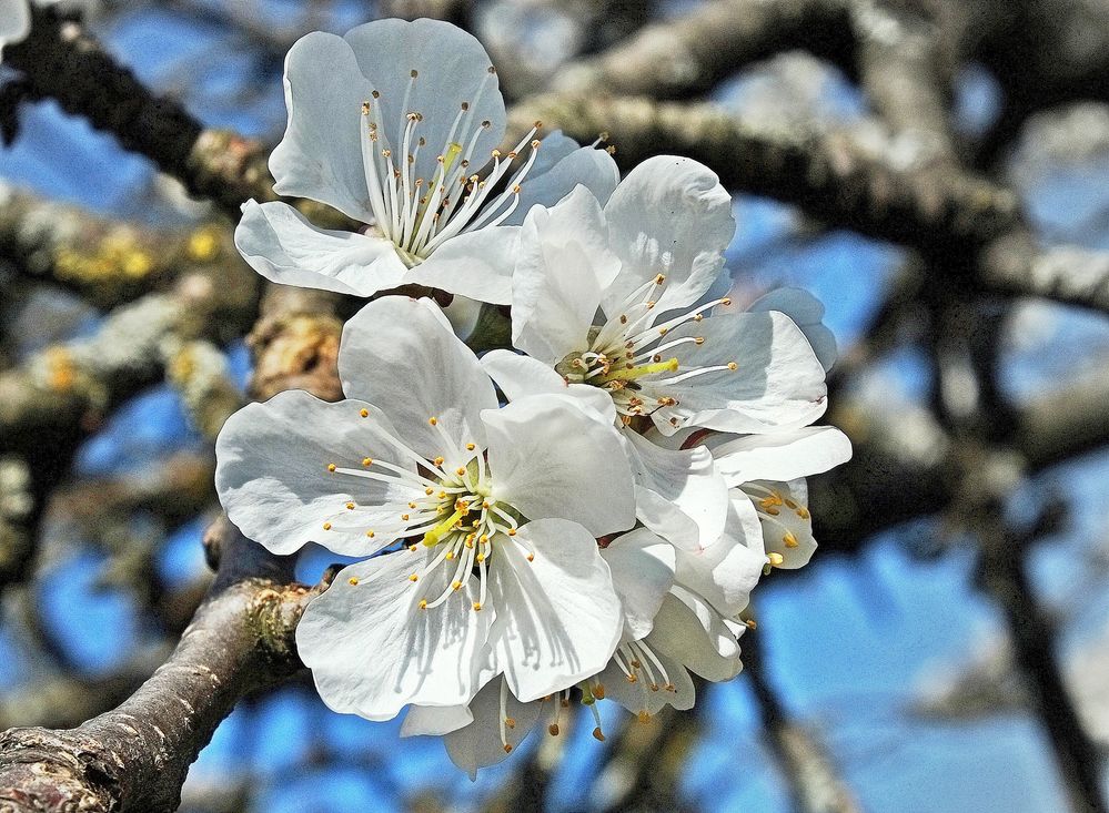 Kirschblüten