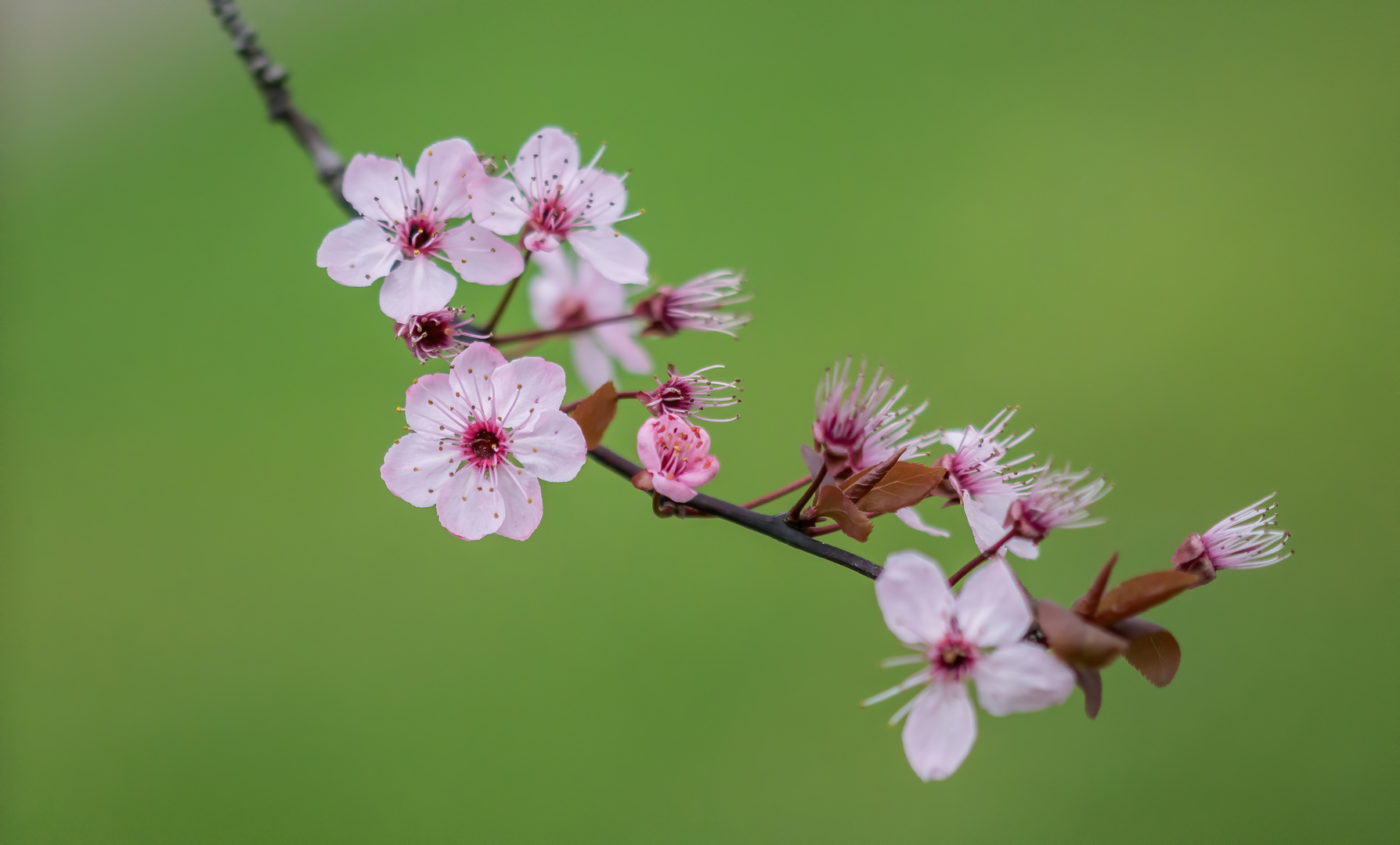 Kirschblüten