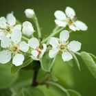 Kirschblüten