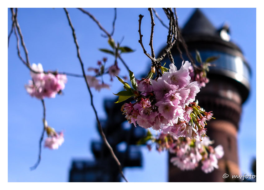 Kirschblüten