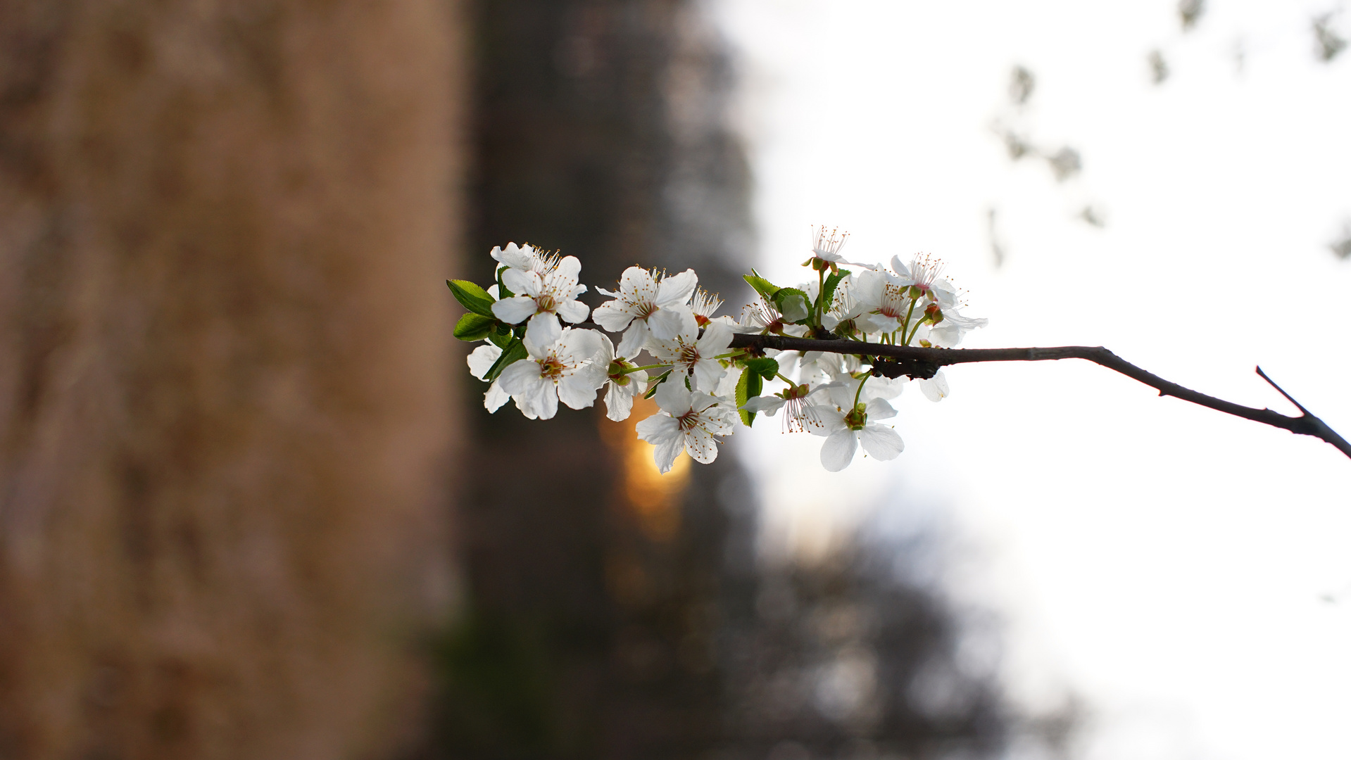 Kirschblüten